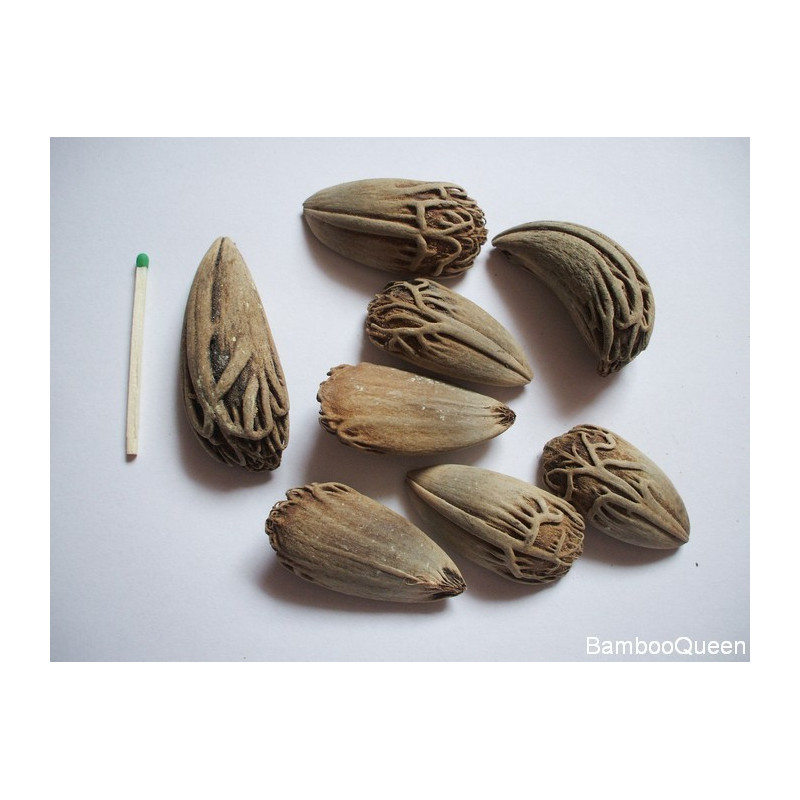 Latania sinolistna  ( Latania loddigesi) 1 nasiono - bajkowe srebrne liście
