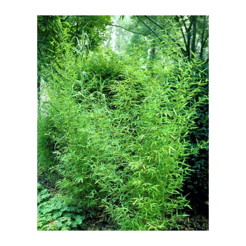 Bambus złocisty (Phyllostachys aurea) - zdjęcie poglądowe - bambus drzewiasty ogrodowy