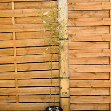 Bambus kadzidłowy (Phyllostachys atrovaginata) - sadzonka 5 l