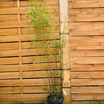 Bambus złocisty (Phyllostachys aurea) - zdjęcie poglądowe - sadzonka 5 l