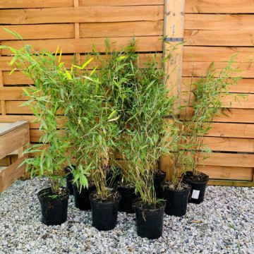Zestaw 10 bambusów: Fargesia Winterjoy (Fargesia nitida ) sadzonka 2,5 l