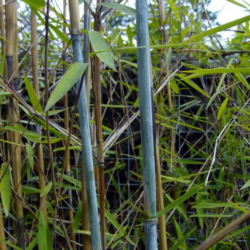 Zestaw 3 bambusów: Fargezja lśniąca ‘Gansu 2’ (Fargesia nitida 'Gansu 2') 5 l