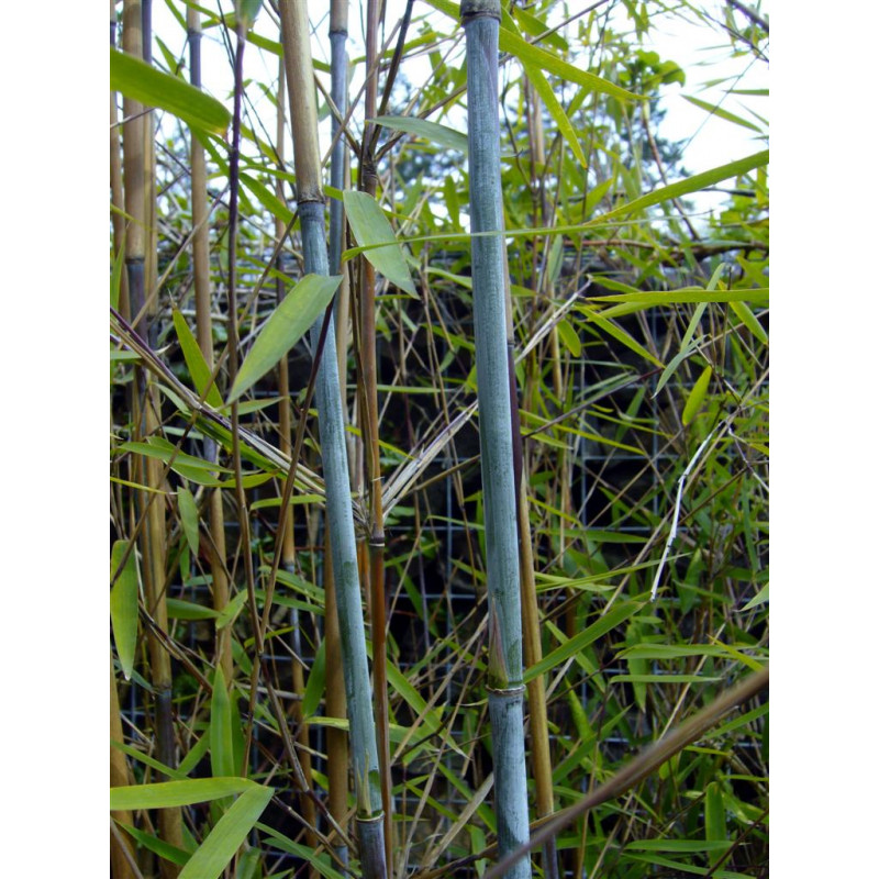 Zestaw 3 bambusów: Fargezja lśniąca ‘Gansu 2’ (Fargesia nitida 'Gansu 2') 5 l