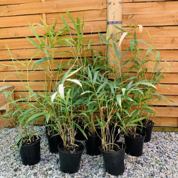 Zestaw 10 bambusów: Pseudosasa japońska (Pseudosasa japonica) 2,5l