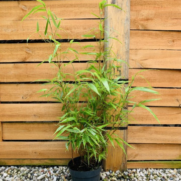 Fargesia olbrzymia (Fargesia robusta 'Formidable') - sadzonka 2,5 l