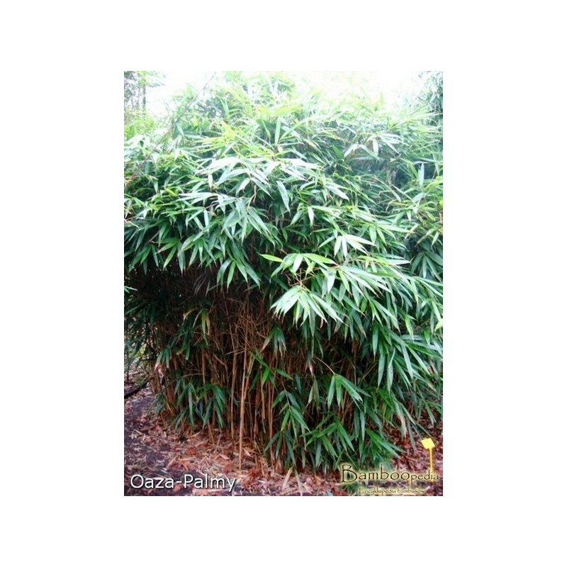 Zestaw 9 bambusów: Pseudosasa japońska (Pseudosasa japonica) 3l
