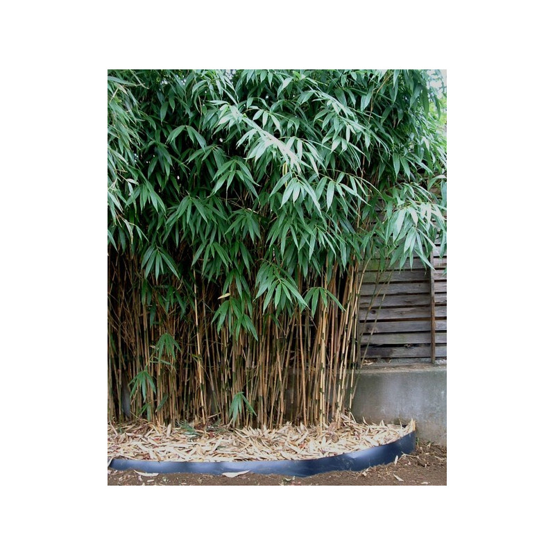 Zestaw 9 bambusów: Pseudosasa japońska (Pseudosasa japonica) 3l