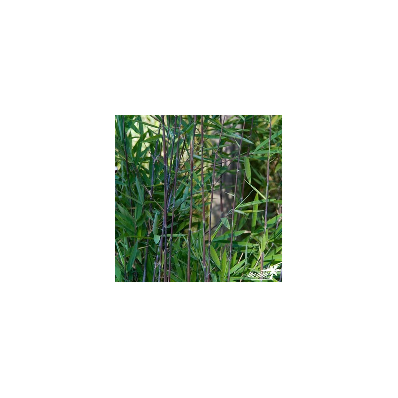 Bambus Black Pearl (Fargesia nitida ) zdjęcie poglądowe
