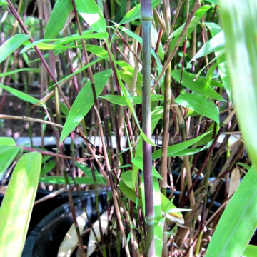 Bambus Black Pearl (Fargesia nitida ) zdjęcie poglądowe