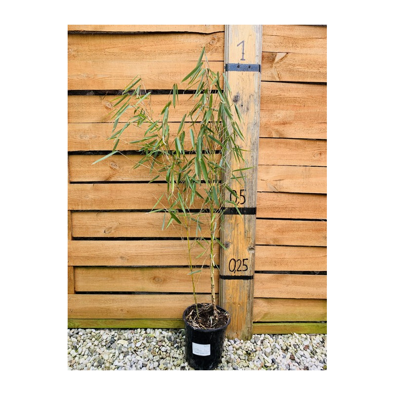Fargesia olbrzymia (Fargesia robusta 'Campbell') - sadzonka 2,5 l