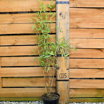 Bambus Black Pearl (Fargesia nitida ) - sadzonka 2,5 l