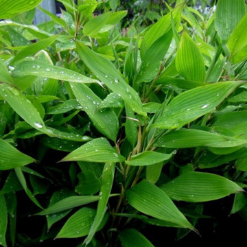 Bambus szibatea (Shibatea kumasaca) - zdjęcie poglądowe