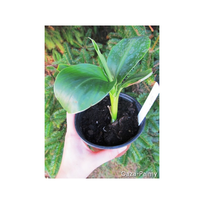 Bananowiec Sikkim (Musa sikkimensis) nasiona