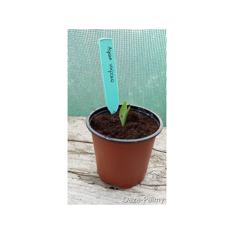 Agawa vivipara - 15 mrozoodporna (Agave vivipara) nasiona