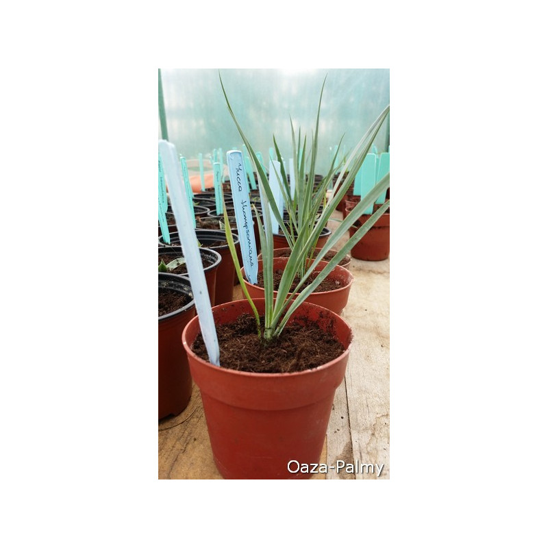Juka Thompsona (Yucca thompsoniana) nasiona
