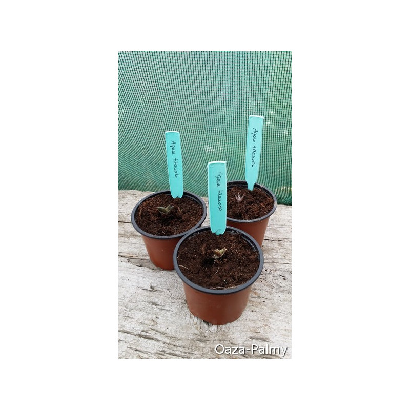 Agawa tytanowa (Agave titanota)  nasiona - wyjątkowe białe kolce