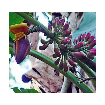 Niebieskie jadalne owoce - Banan himalajski (Musa itinerans 'Burmese Blue') nasiona