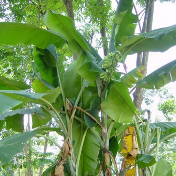 Banan z Yunnan (Musa yunnanensis) nasiona