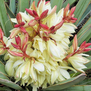 Juka mrozoodporna ogrodowa (Yucca baccata) nasiona