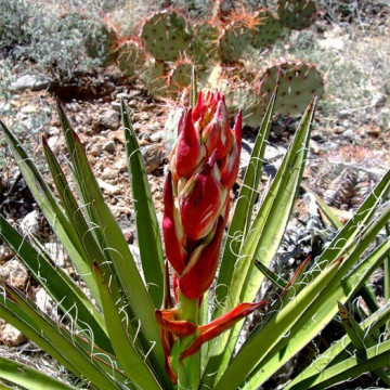 Juka mrozoodporna ogrodowa (Yucca baccata) nasiona