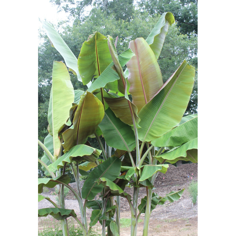 Bananowiec z czerwonawymi liścmi (Musa 'Helens Hybrid') nasiona
