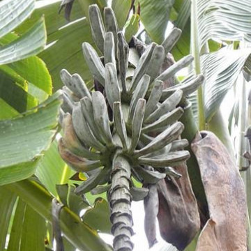 Bananowiec Thompsona (Musa thompsonii) nasiona
