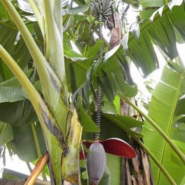 Bananowiec Thompsona (Musa thompsonii) nasiona