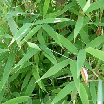 Fylostachys drobnolistny (Phyllostachys parvifolia) - zdjęcie poglądowe
