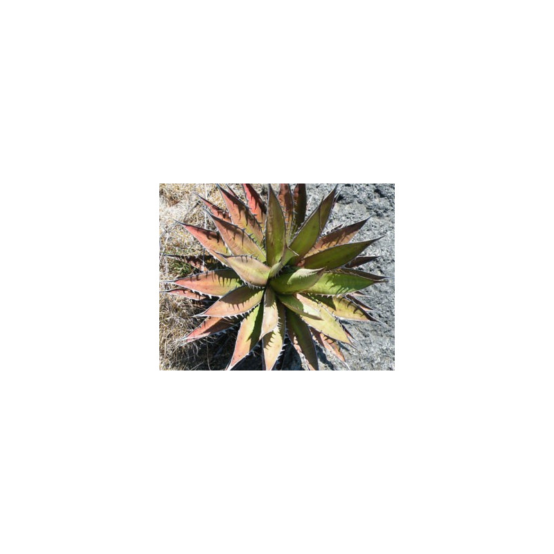 Czerwona agawa (Agave kerchovei) nasiona