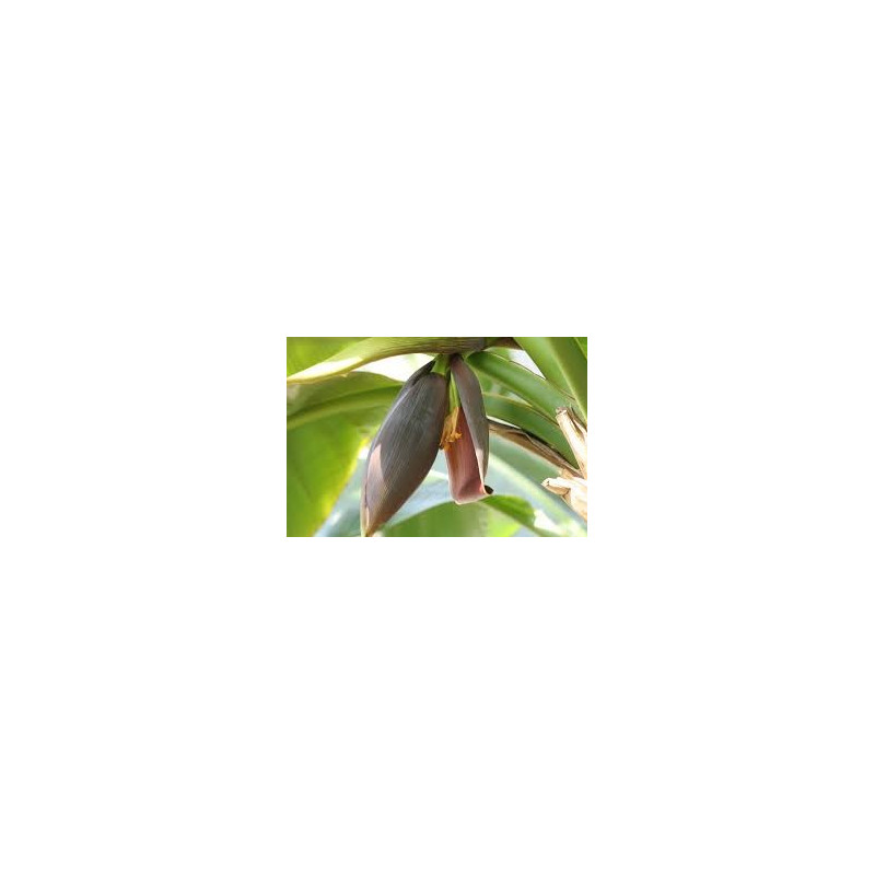 Bananowiec Sikkim (Musa sikkimensis) nasiona