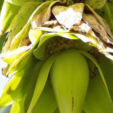 Banan śnieżny (Ensete glaucum) nasiona