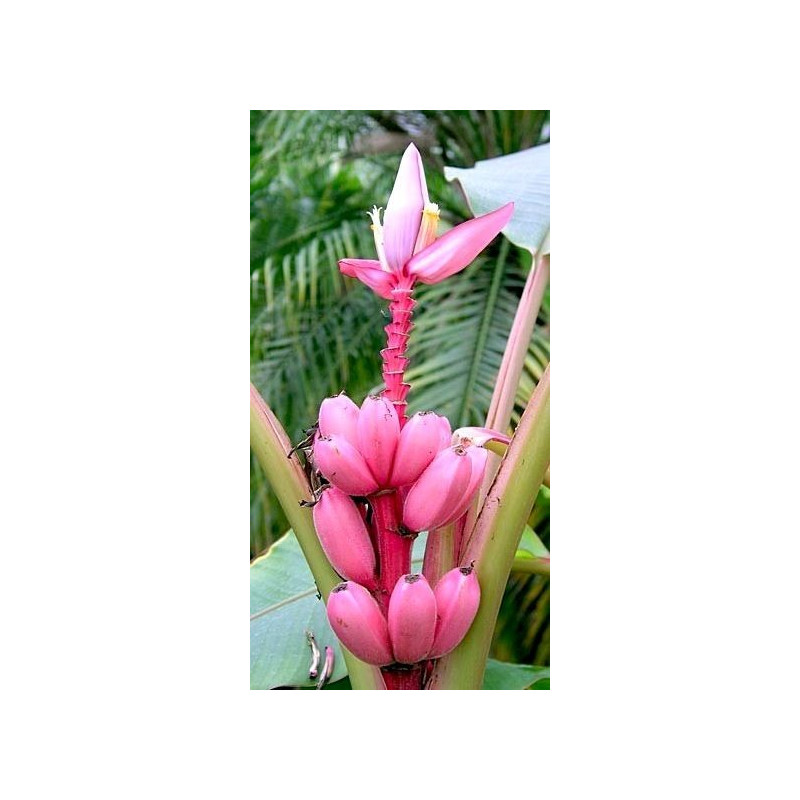 Różowy banan (Musa velutina) nasiona