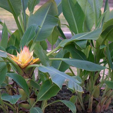 Złoty Lotos (Musella lasiocarpa) nasiona