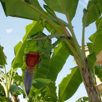 Banan z Yunnan (Musa yunnanensis) nasiona
