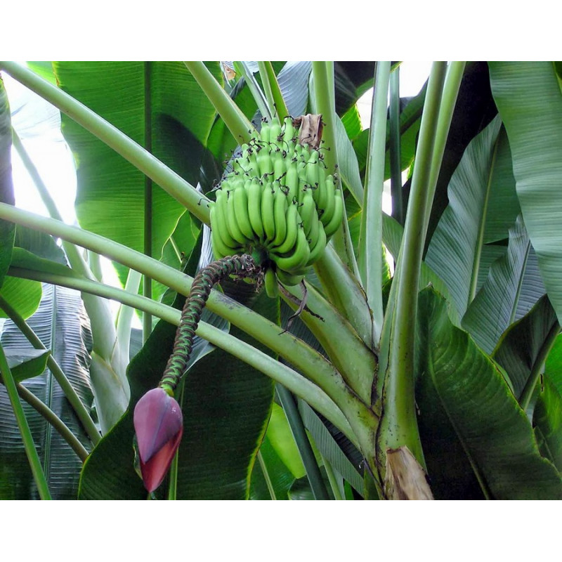 Bananowiec Balbisiana olbrzymi kwiat (Musa balbisiana) nasiona
