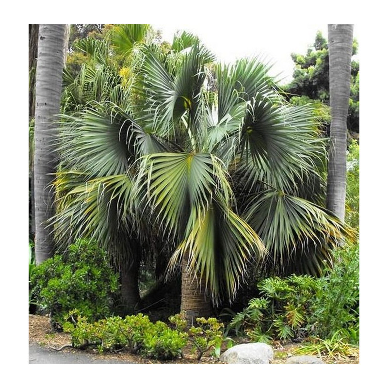 Palma kabaczkowa (Sabal palmetto) nasiona