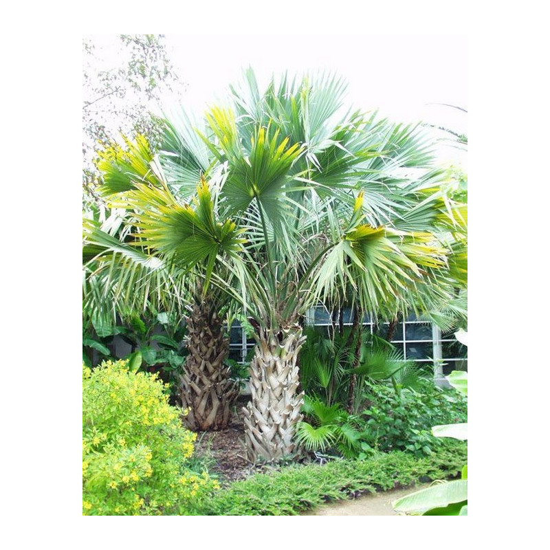 Palma kabaczkowa (Sabal palmetto) nasiona