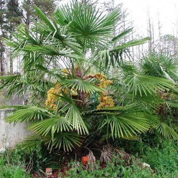 Szorstkowiec z Nainital (Trachycarpus Nainital) nasiona