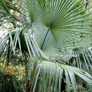 Szorstkowiec takil (Trachycarpus takil) nasiona