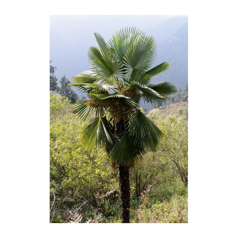 Szorstkowiec takil (Trachycarpus takil) nasiona