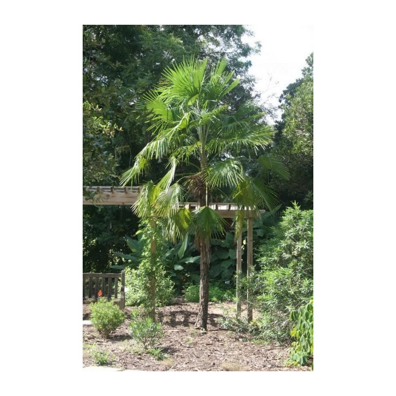 Szorstkowiec latisectus (Trachycarpus latisectus) nasiona