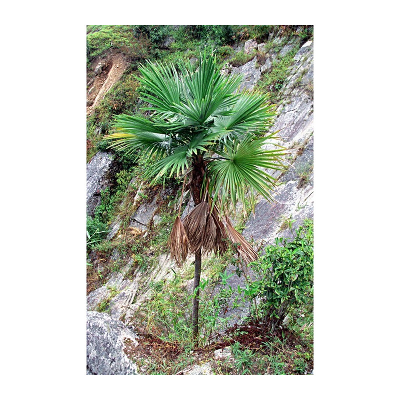 Szorstkowiec latisectus (Trachycarpus latisectus) nasiona