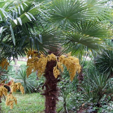 Szorstkowiec Fortunego (Trachycarpus fortunei) nasiona 