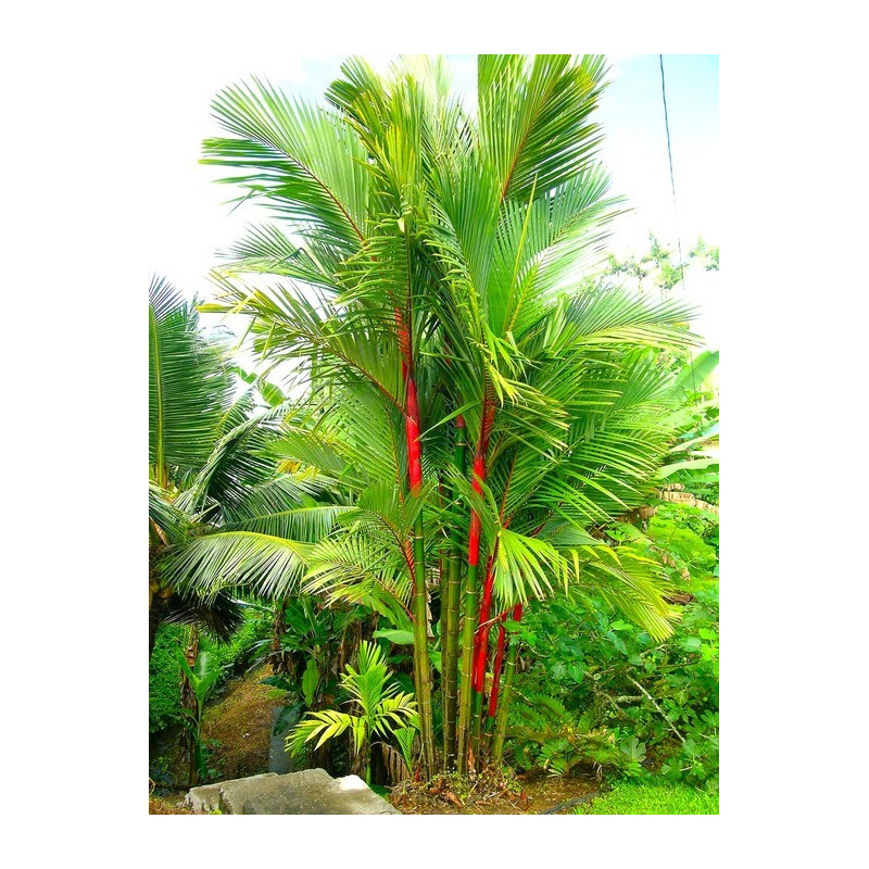 Palma czerwona Lipstick Palm (Cyrtostachys renda) nasiona