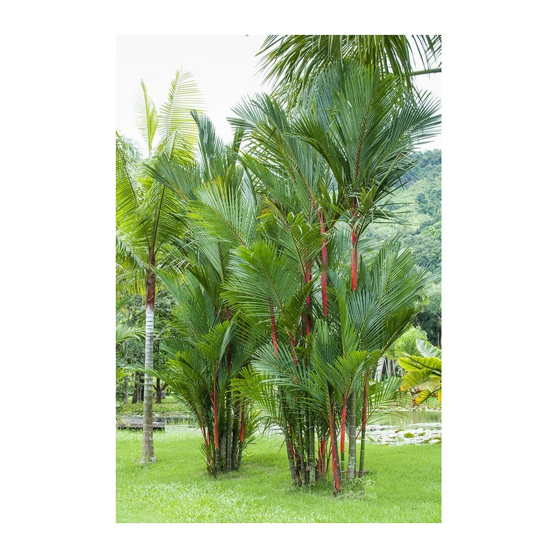 Palma czerwona Lipstick Palm (Cyrtostachys renda) nasiona