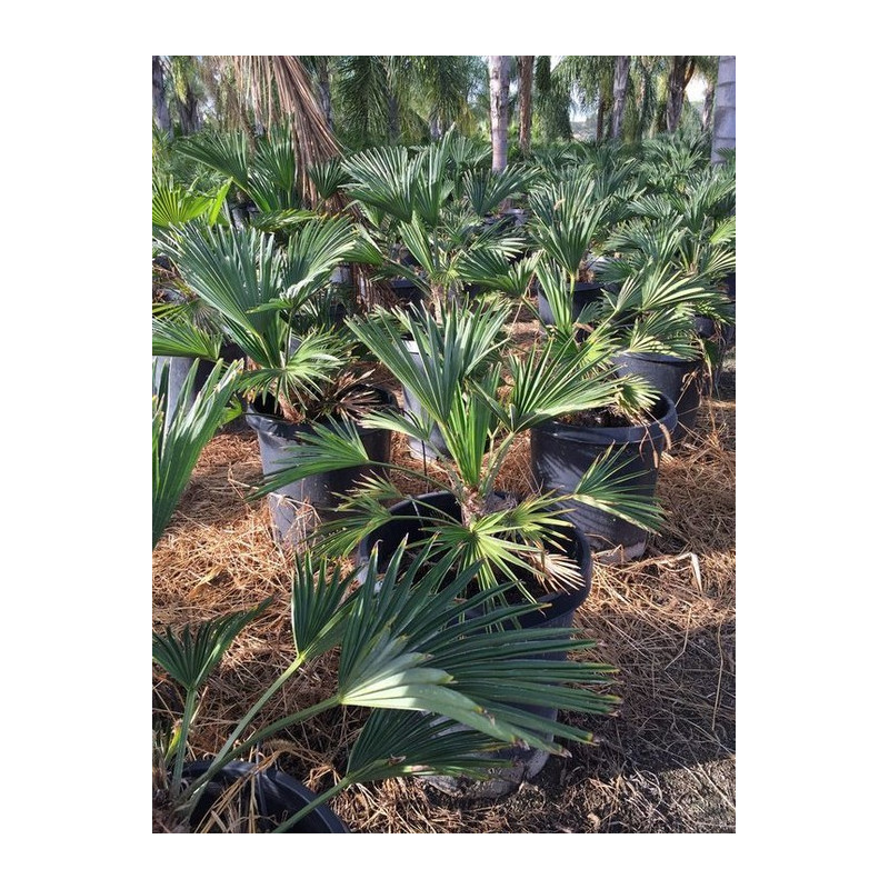 Szorstkowiec Wagnera (Trachycarpus wagnerianus) nasiona