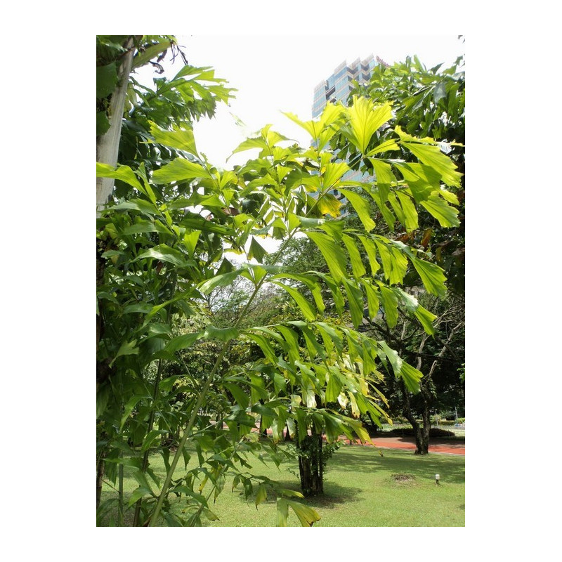 Palma orzechowa kariota (Caryota mitis) nasiona