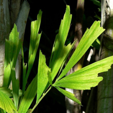 Palma orzechowa kariota (Caryota mitis) nasiona