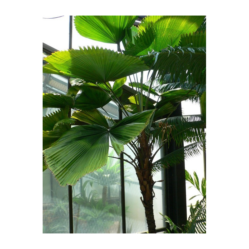 Palma wachlarzowata (Licuala grandis) nasiona