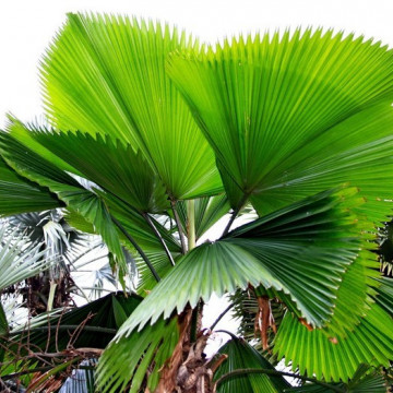 Palma wachlarzowata (Licuala grandis) nasiona